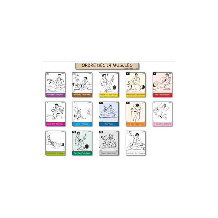 Fiche A4 des 14 tests musculaires du TFH 1 dans l'ordre de la roue