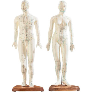 Mannequin d'acupuncture