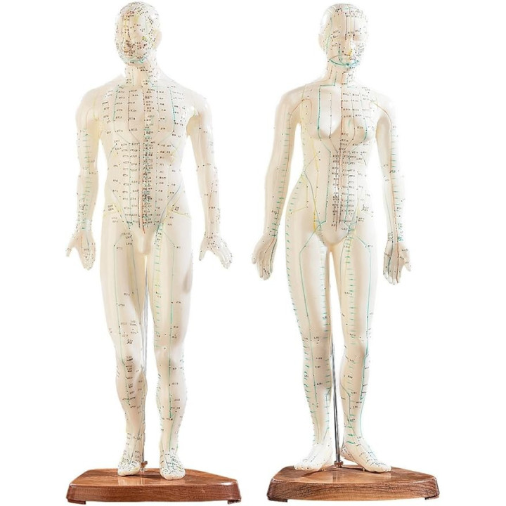 Mannequin d'acupuncture