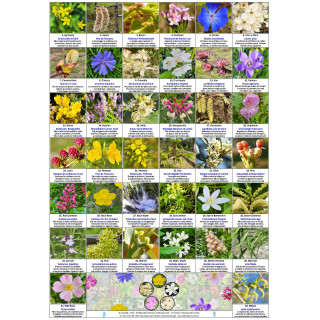 Cartes des Fleurs de Bach