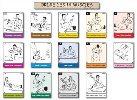Fiche A4 des 14 tests musculaires du TFH 1 dans l'ordre de la roue