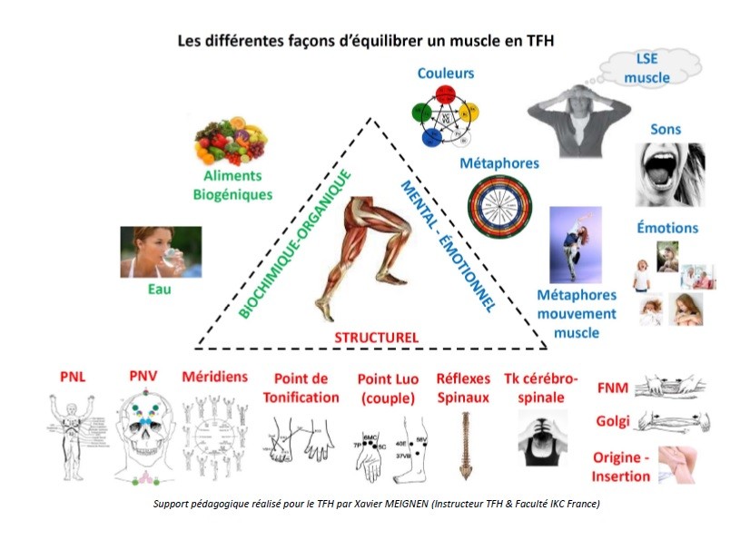 Les différentes techniques d'équilibration en TFH