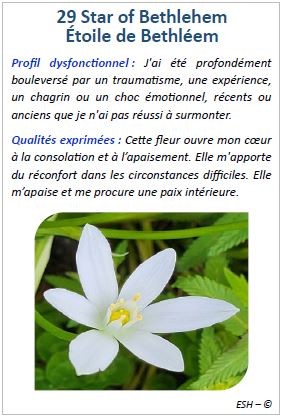 Cartes des Fleurs de Bach