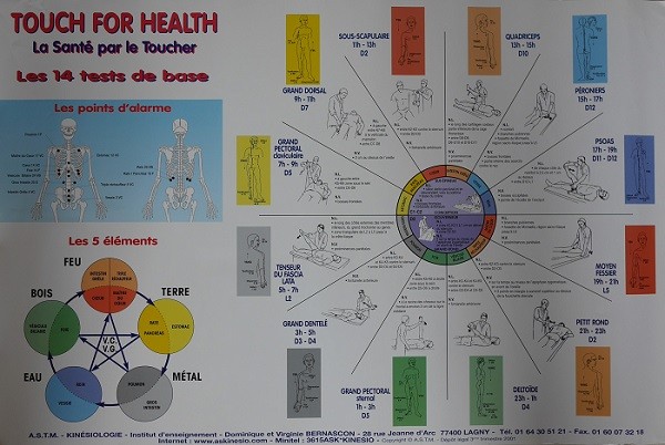 Poster TFH 14 muscles