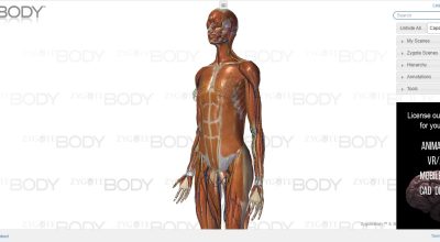 Zygote-Body