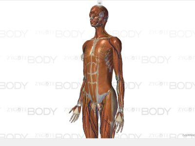 Zygote-Body